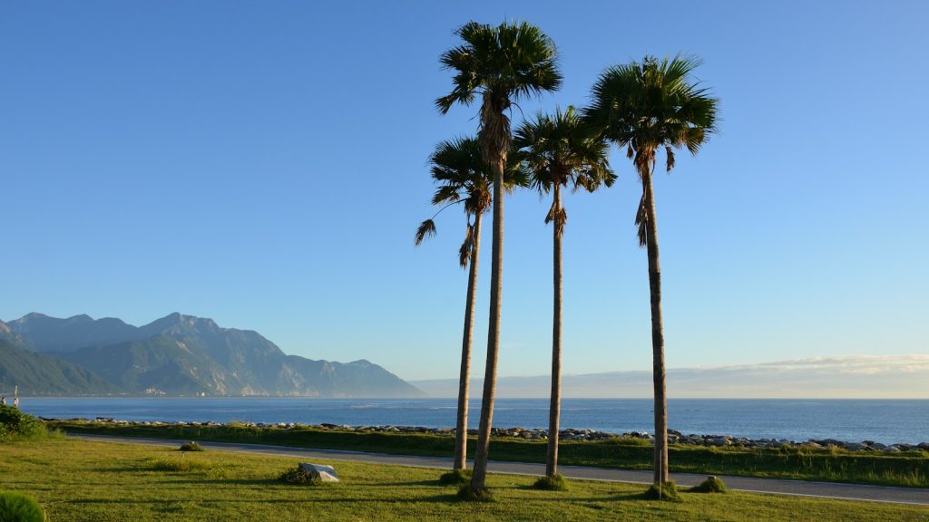 palm trees near the ocean and mountains